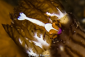 emperor shrimp on host nudi by Dave Baxter 